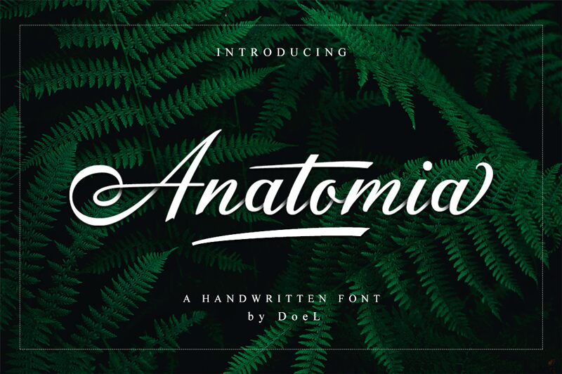 Anatomia