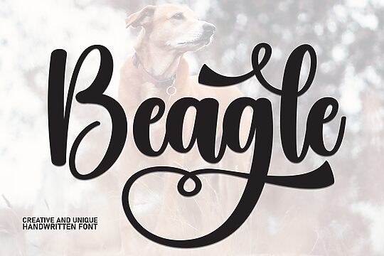 Beagle