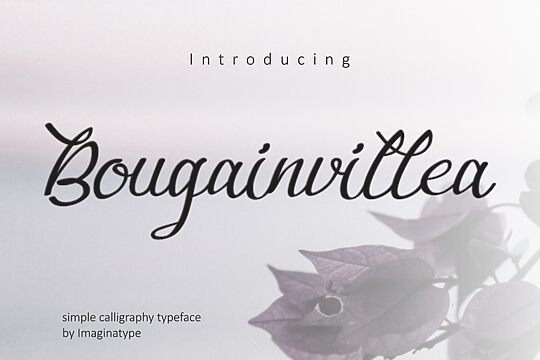 Bougainvillea
