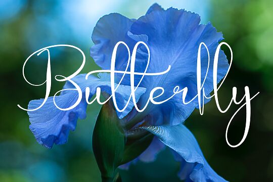 Butterfly