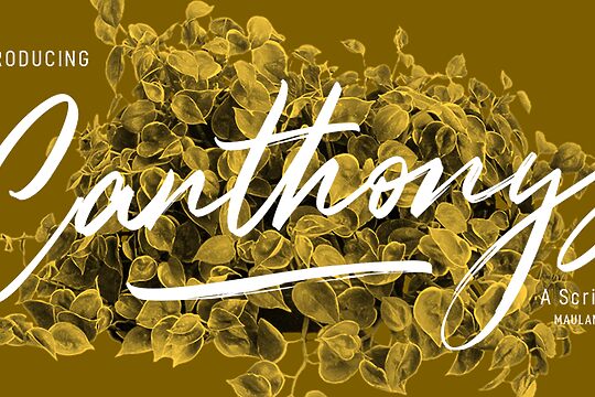 Canthonys