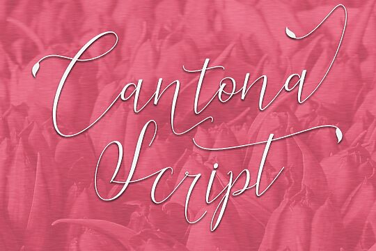 Cantona Script