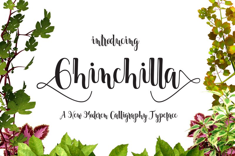 Chinchilla