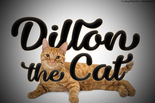 Dillon the Cat