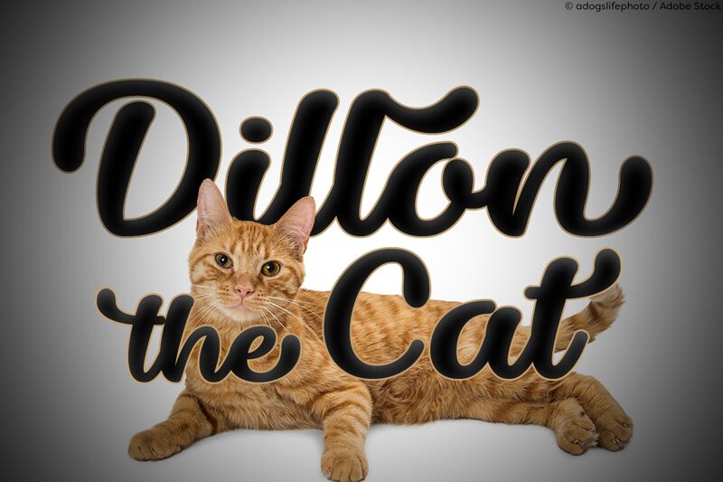 Dillon the Cat