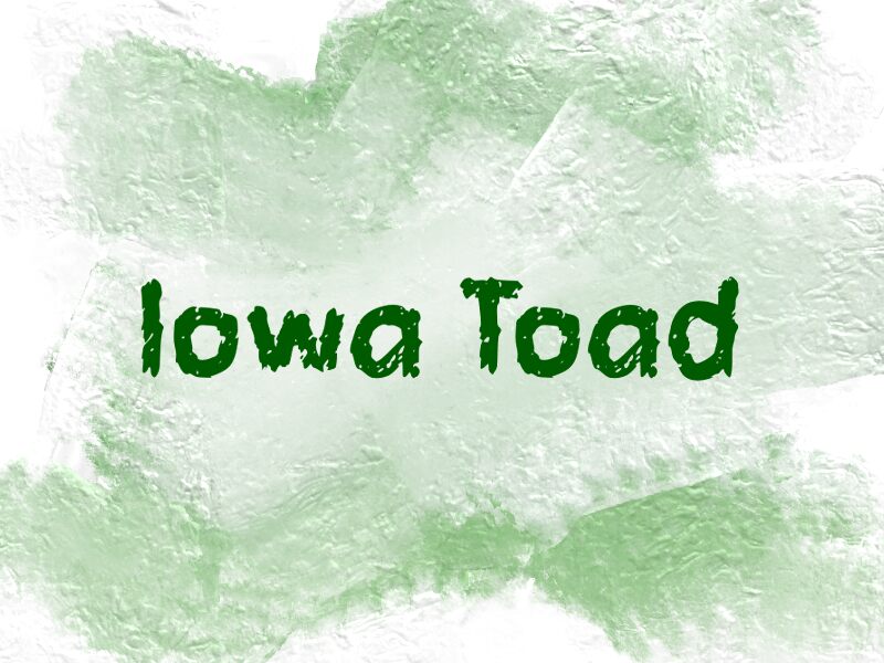 i Iowa Toad