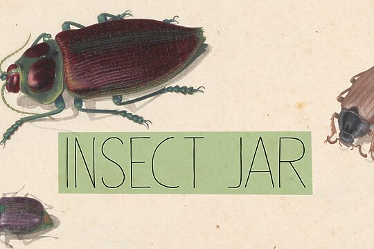 Insect Jar