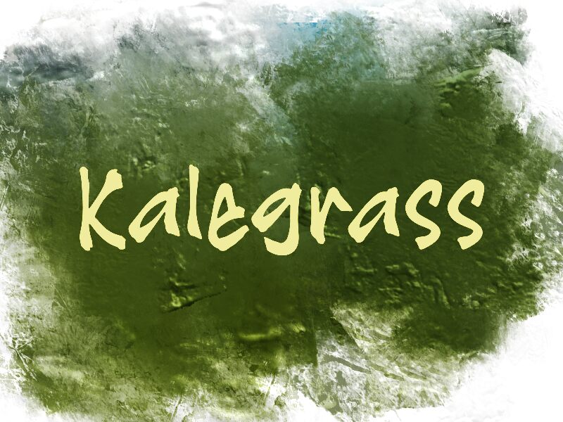 K Kalegrass