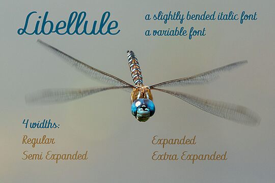 Libellule