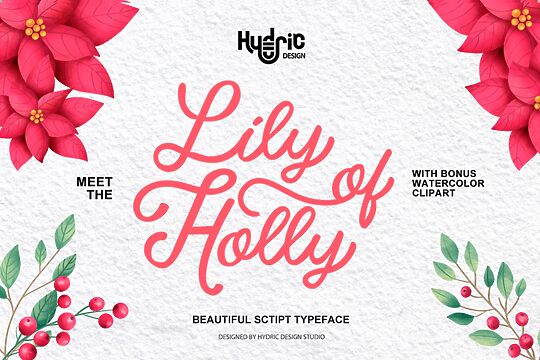 Lily Of Holly