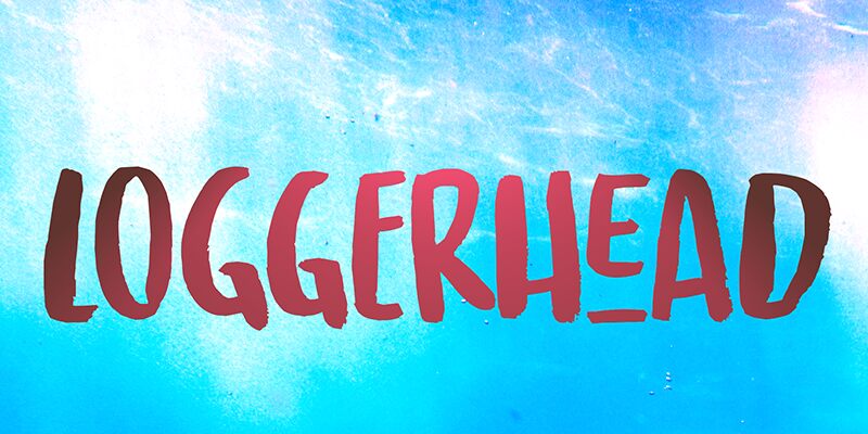 Loggerhead