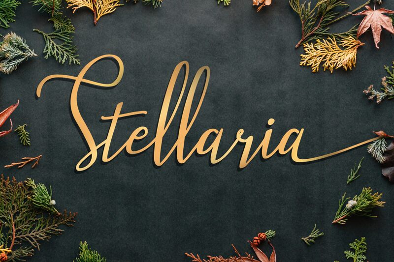 Stellaria