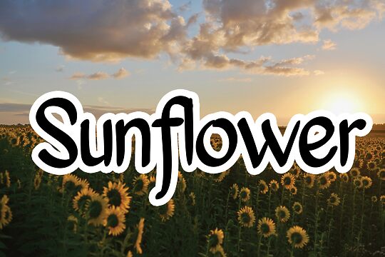 Sunflower